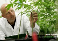 Lovlig medisinsk cannabis