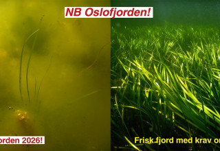 Krav om naturrestaurering i sjø i Oslo kommune